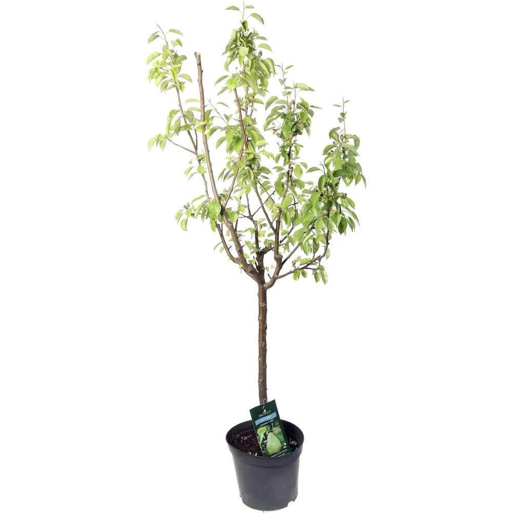 Poirier Jeanne d'Arc : gobelet 3 ans d'âge ctr 12 litres